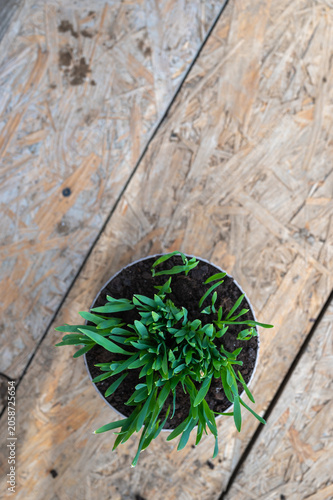 Top view of fresh green grass sprouts growing in a pot on a rustic wooden background, young seedlings in soil, home gardening, plant growth and spring nature concept.