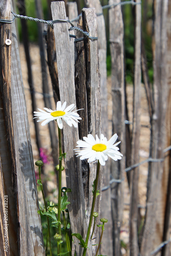 Foto teo daisies in a garden next to wooden fence