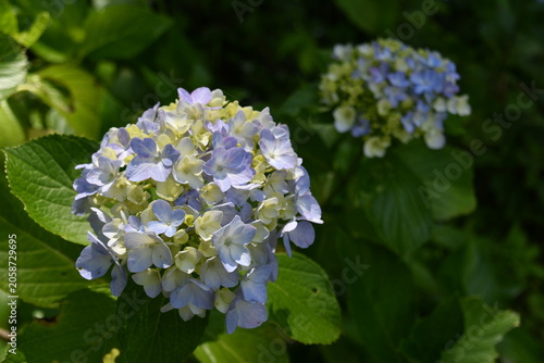 紫陽花 が咲く