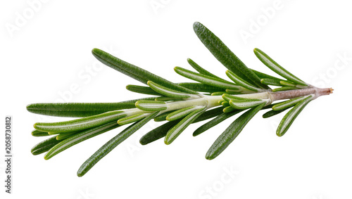 Photos Fresh green rosemary sprig with needle-like leaves