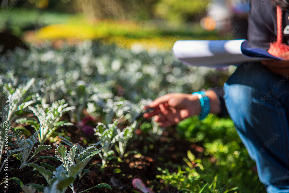Fototapeta premium Smart farmer checking plant in eco green farm sustainable quality control. Farmer cultivated planting in eco Farmland biotechnology. Green agriculture. Close up Hand check quality control plant tree