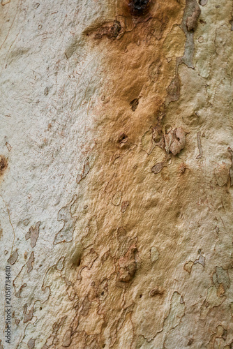 Close-up of smooth eucalyptus tree bark texture with peeling layers. Natural abstract background featuring beige, orange, and gray earthy tones of spotted gum timber trunk in the forest.