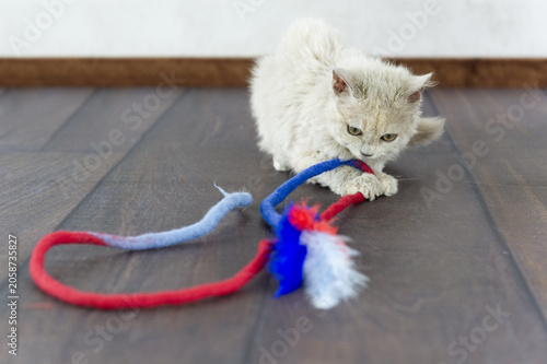 Schilderij op canvas Selkirk Rex Kitten hat Spaß mit seinem Katzenspielzeug