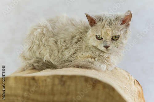 Foto Porträt eines Selkirk Rex Kitten