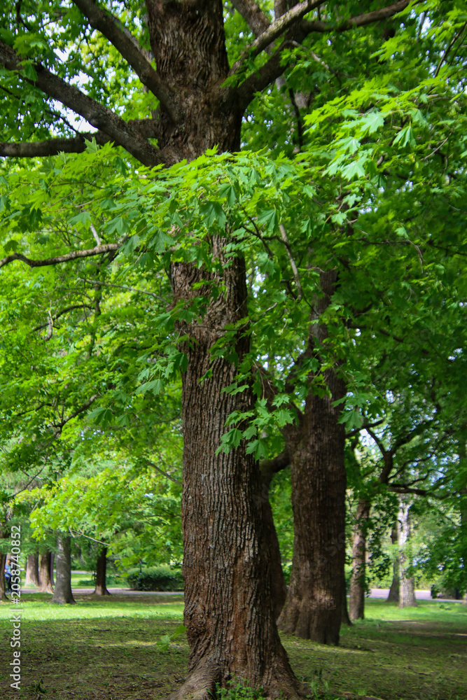 Fototapeta premium maple trees in the park