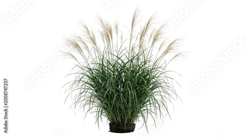 Schilderij op canvas A potted ornamental grass plant with green leaves and beige plumes isolated on t