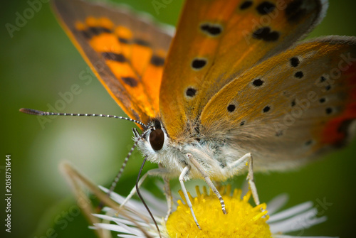 Foto Macro shot of a small copper butterfly sitting on a yellow wildflower