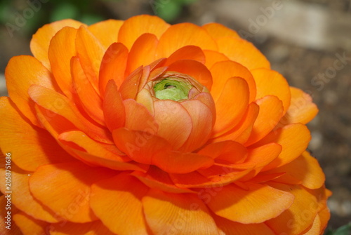Photos Close up of an orange ranunculus flower head with blooming layered petals
