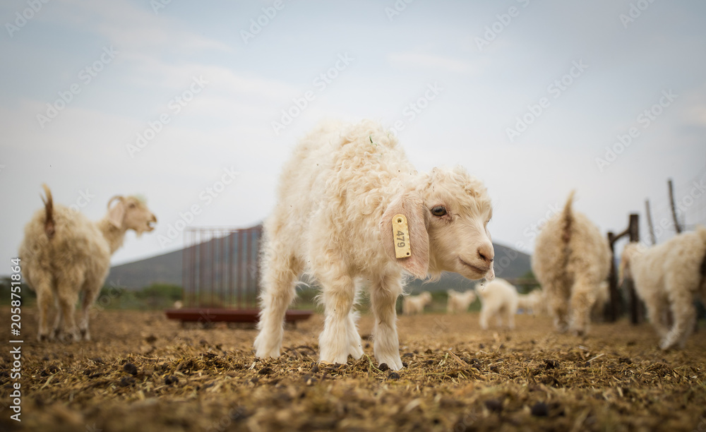 Fototapeta premium Young Angora Kid Goat with Ear Tag on Farm