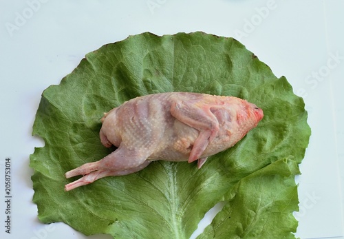 Fresh raw quail from a home breeding during processing. Next step is gutting, top view on lettuce leaf and white background.