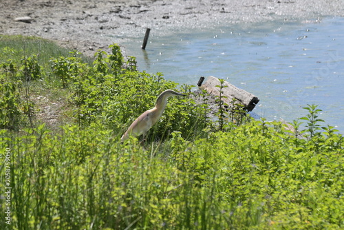 Heron in a marshland landscape