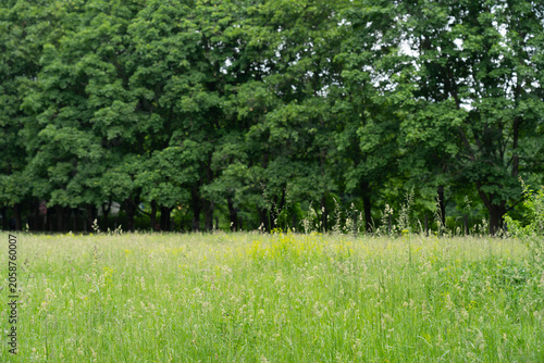 Green grass field with trees in background on a bright sunny day