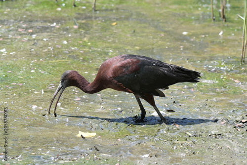 Glossy ibis hunting in the marsh