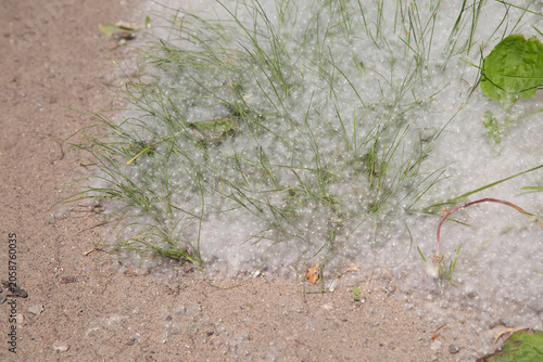 Konstfotografi Poplar fluff on the ground. Allergy to poplar fluff.