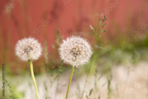 A dandelion that has ripened in the summer. Summer flowers.