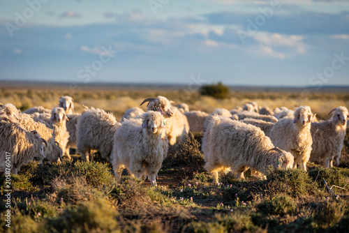 Fotografie Herd of Angora Goats Grazing on Open Karoo Scrubland