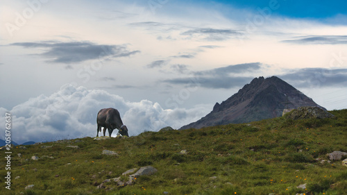 Cow grazing alone in the high mountains