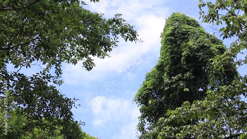 panoramic background of high mountain scenery, overlooking the atmosphere of the sea, trees and wind blowing in a cool blur, spontaneous beauty