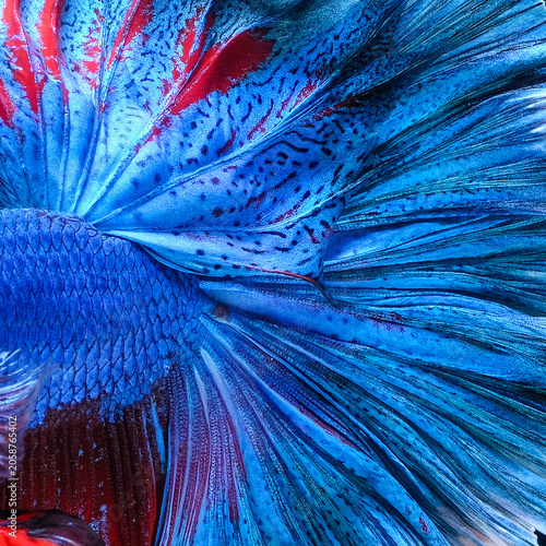 The colorful scales and tail of the Siamese fighting fish against a black background.