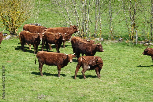 Balade en pays auvergnat, troupeau de Salers