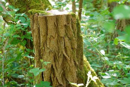 Tronc d'arbre