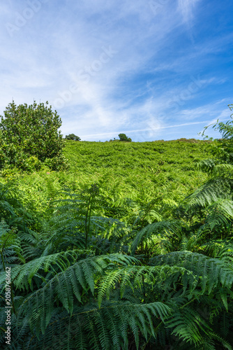 Along the coast of Guethary with natural vegetation. Basque Country, France.