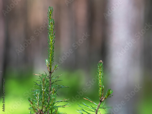 Young shoots of a pine tree. Spring season.
