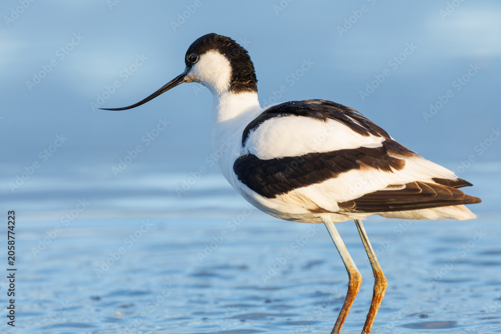Obraz premium A Pied avocet in the water searching for food, in its natural environment