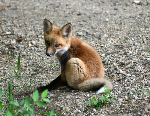 red fox vulpes