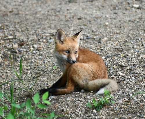 red fox vulpes