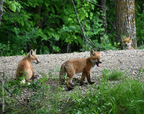 red fox vulpes