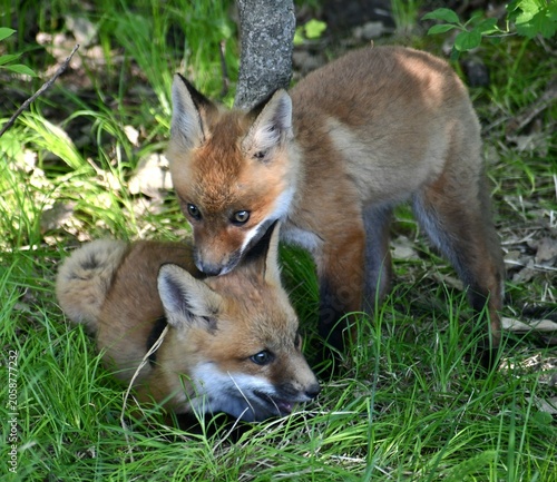 red fox vulpes