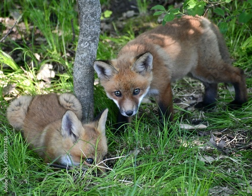 red fox vulpes