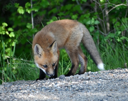 red fox vulpes