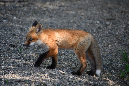 red fox vulpes