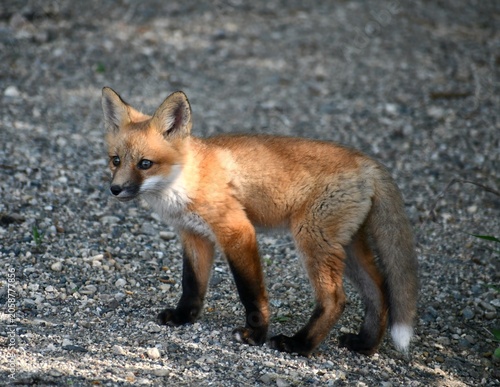red fox vulpes