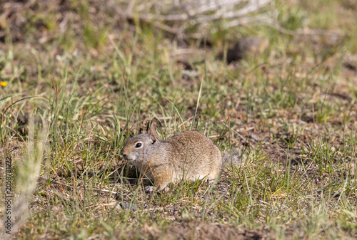 Photos Cute Uinta Ground Squirrel in Springtime in Yellowstone National Park Wyoming