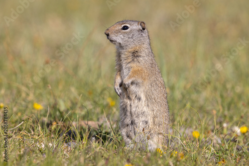 фотографія Cute Uinta Ground Squirrel in Springtime in Yellowstone National Park Wyoming