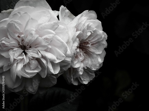 Obraz na plátne Two fully bloomed white roses stand out against a dark background, revealing the delicate layering of their petals