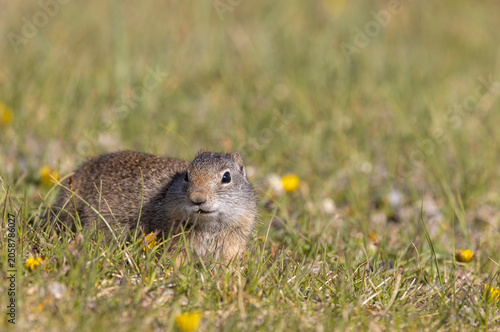 Canvastavla Cute Uinta Ground Squirrel in Springtime in Yellowstone National Park Wyoming