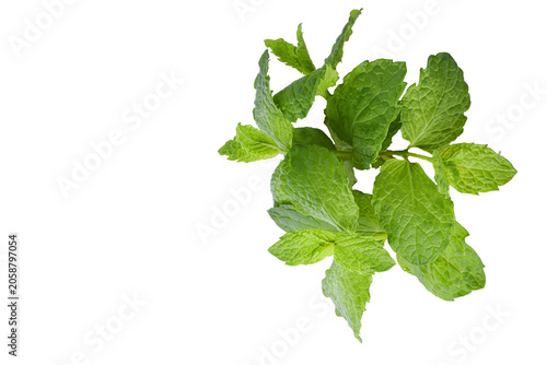 Peppermint sprigs. Healthy botanical green plant on a pure white background.
