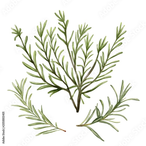 Rosemary plant and rosemary springs, watercolor botanical Illustration. Good for culinary Design, Herbal products, Natural skincare Branding,packaging, Wellness projects 