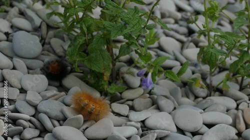 Bright Orange Caterpillar Feeding on Green Leaves