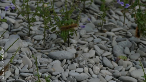 Bright Orange Caterpillar Feeding on Green Leaves