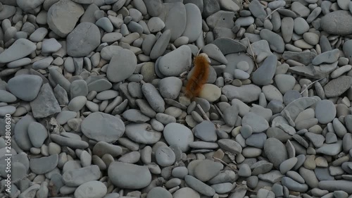 Bright Orange Caterpillar Feeding on Green Leaves