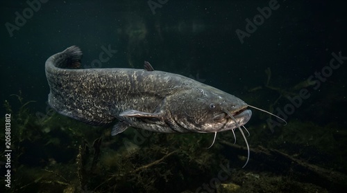 Large Wels Catfish Swimming Underwater in Dark River Environment.