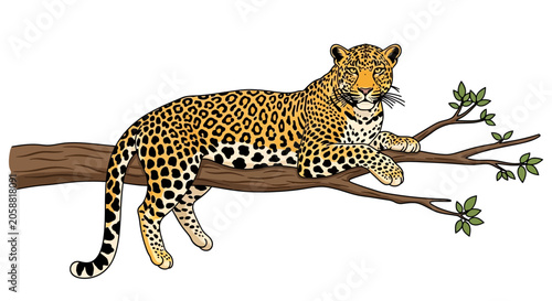 Leopard resting on tree branch outside.