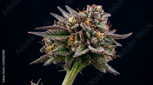 Detailed studio portrait of a single medical marijuana bud displaying purple hues against black.