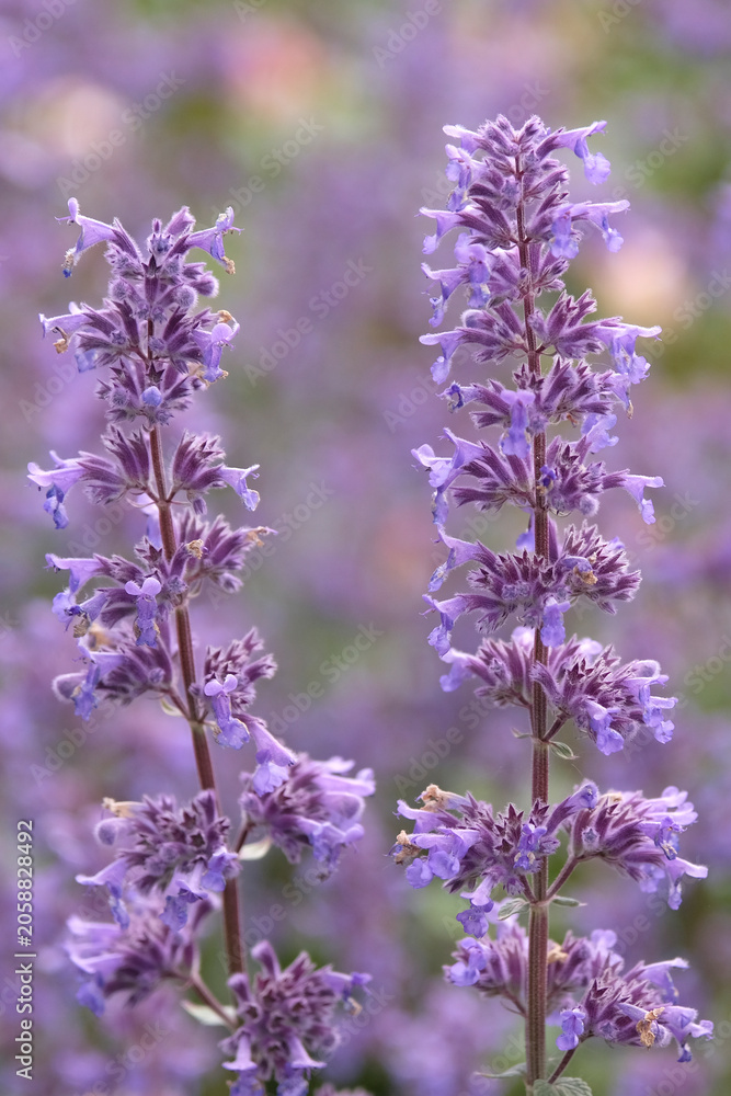 Fototapeta premium Purple Nepeta, catmint in flower.