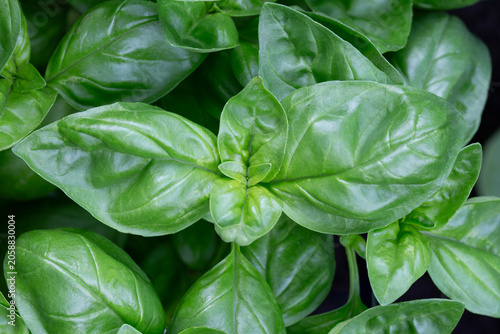 Bright green fresh basil leaves in natural sunlight close-up.